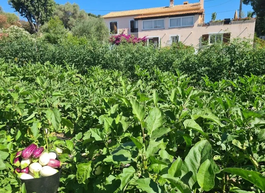 Villa Beautiful Sea View, Quiet In Agricultural Property Antibes